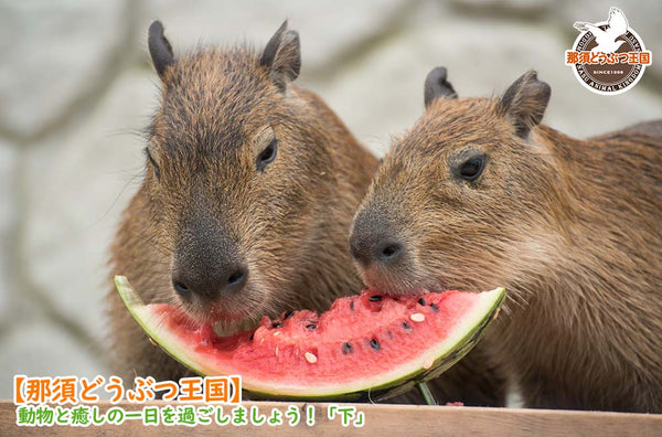 那須どうぶつ王国で動物と癒しの一日を過ごしましょう　下